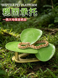 Acrylic Reptile Terrarium with Lid for Lizards, Geckos, and Turtles - Dual-Use Aquatic and Terrestrial Habitat