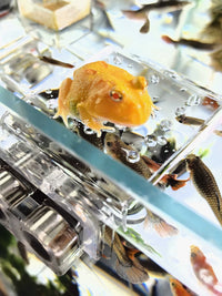 Turtle Basking Platform Floating Island Aquarium Decor with Suction Cups for Reptiles