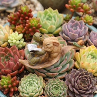 Cute Turtle and Rabbit Reading Figurine Planter for Succulents, Office Desk Decor
