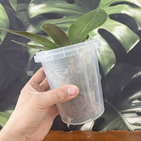Self-Watering Orchid Pot with Reservoir and Growing Medium