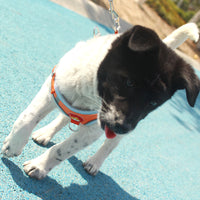 Pet Harness and Leash Set for Small to Medium Dogs - Suede Vest Style Dog Harness with Leash