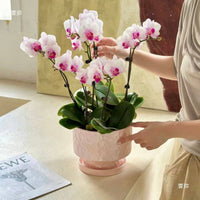 Ceramic Indoor Planter Pot with Drainage Hole for Orchids and Green Plants