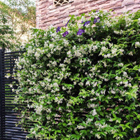 Garden Trellis Fence for Climbing Plants, Outdoor Privacy Screen and Plant Support