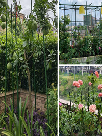 Plant Support Stakes for Climbing Vines, Tomatoes, Beans, Cucumbers - Coated Steel Garden Trellis Poles