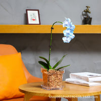 Clear Wall-Mounted Orchid Pot with Tray - Thickened Plastic for Phalaenopsis, Oncidium, Dendrobium