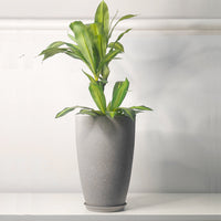 Large Imitation Cement Plastic Planter for Indoor Outdoor Green Plants