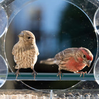 House-Shaped Acrylic Bird Feeder for Outdoor Use