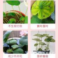 Hydroponic Plant Nutrient Solution for Growth, Rooting, and Flowering - Prevents Yellow Leaves