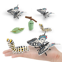 Butterfly Life Cycle Model Set - Educational Insect Growth Stages for Kids