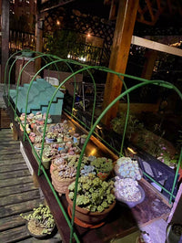 Mini Greenhouse Tunnel for Garden Plants, Fruits, Vegetables, Succulents - Winter Protection, Rain/Sun Shade, Bird Netting