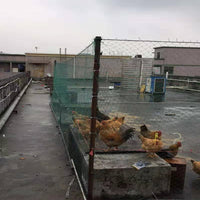 Poultry Netting Chicken Fencing Mesh for Farm and Garden - Durable and Secure Enclosure