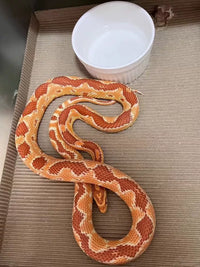 Ceramic Reptile Water Bowl / Food Dish for Leopard Gecko, Lizard, Bearded Dragon, Spider, Snake
