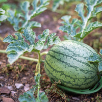 Garden Watermelon Support Cradle Fruit Plant Stand Anti-Rot Tray