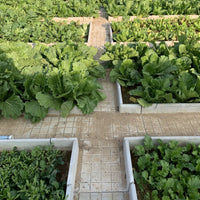 Garden Path Edging Mold Concrete Planter Border Vegetable Patch Ditch Plate