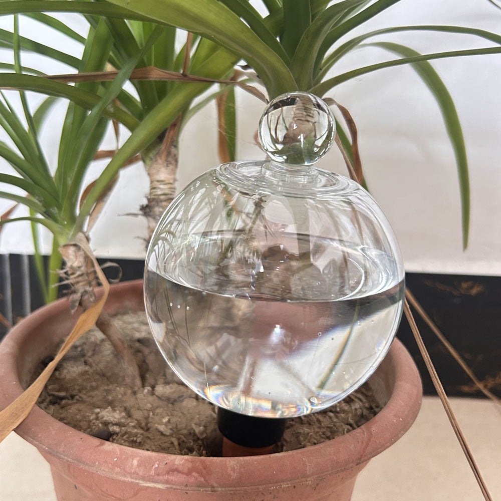 Self-Watering Glass Bulb with Lid for Potted Plants