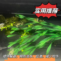 Artificial Kelp for Turtle Tank Decoration and Color Enhancement