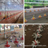 Automatic Poultry Feeder and Drinker System for Geese and Ducks