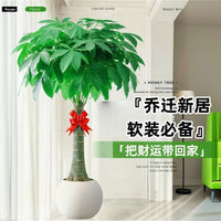 Money Tree Plant, Large Indoor/Outdoor Bonsai for Living Room & Office, Air Purifying