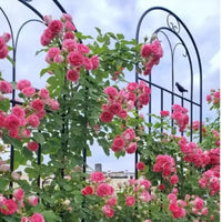 Outdoor Wrought Iron Garden Trellis for Climbing Plants, Roses, Clematis, and Ivy - Plant Support Stake