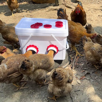 Automatic Rainproof Poultry Feeder Gravity Chicken Duck Feeder Bucket for Farm Animals