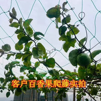 Plant Trellis Netting for Climbing Vegetables and Fruits, Heavy Duty Garden Support Mesh