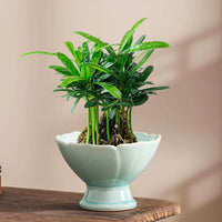 Ceramic Moss Ball Planter Tray with Stand for Hydroponics and Desktop Decor