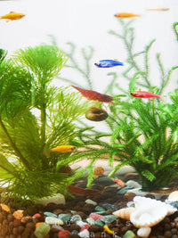 Self-Sustaining Ecosystem Glass Terrarium for Desktop