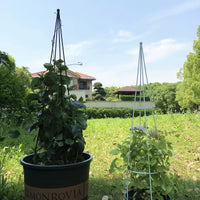 Metal Plant Climbing Trellis for Potted Plants, Rose, Clematis, and Vine Support