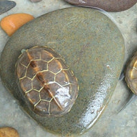 Natural Flat Pebble Turtle Basking Platform for Aquarium Terrarium, Reptile Climbing Rock, Fish Tank Decor with Hiding Cave