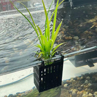 Hydroponic Plant Basket Wall-Mounted Transparent Thickened for Green Plants Fish Tank Micro-Landscape