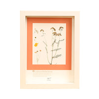 Double-Sided Clear Glass Photo Frame for DIY Crafts, Plant Specimens, and Artwork Display