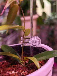 Clear Acrylic Plant Support Stakes and Clips for Climbing Plants and Orchids
