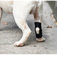 Pet Dog Leg Brace for Injury Recovery and Anti-Lick Protection