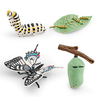 Butterfly Life Cycle Model Set - Educational Insect Growth Stages for Kids