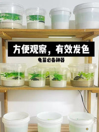 Turtle Hatchling Breeding Box with Lid and Filter Screen