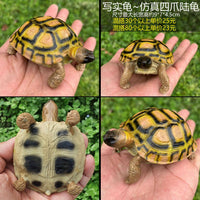 Realistic Tortoise Model Reptile Craft Ornament for Sulcata Red-Footed Radiated Hermann's Tortoises