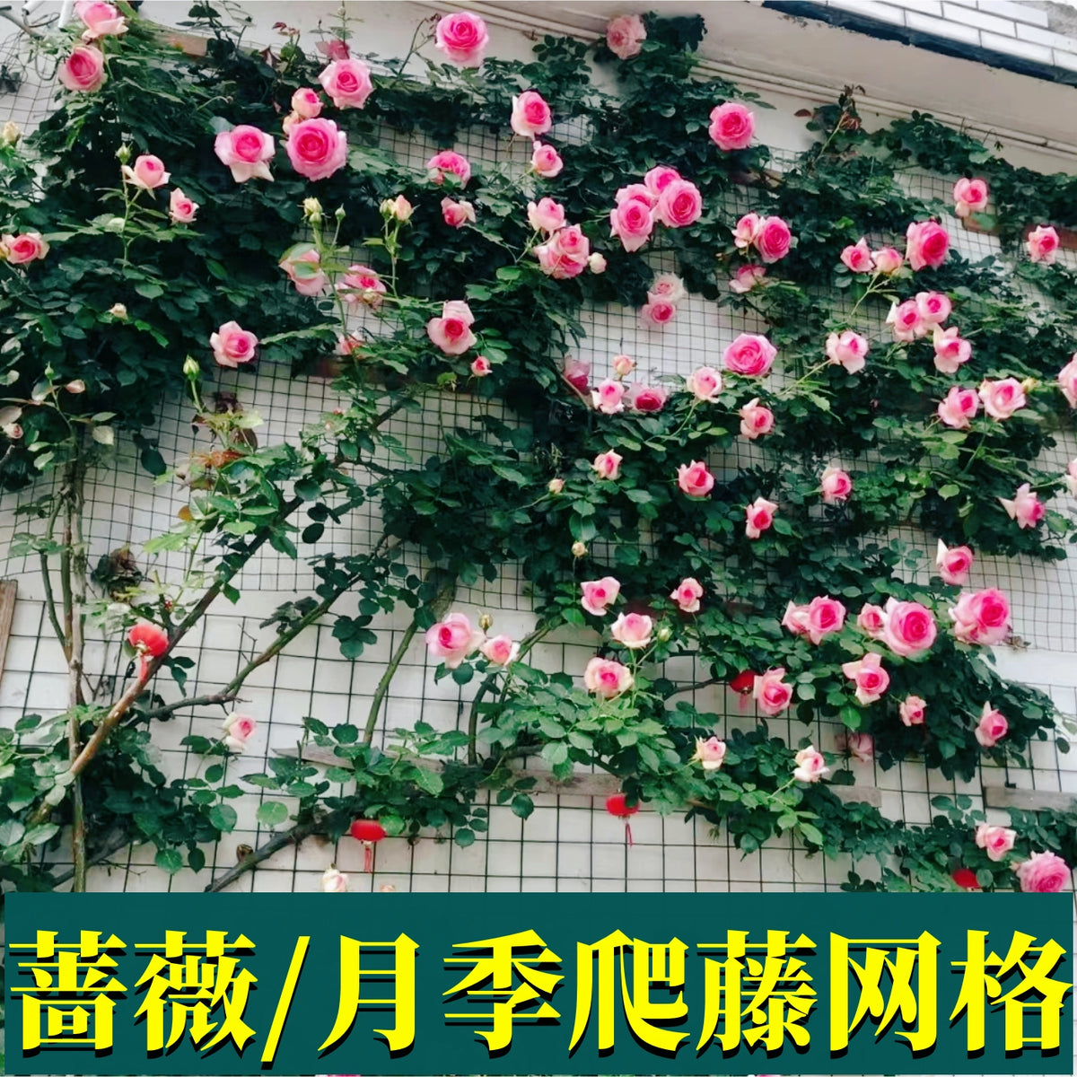 Garden Trellis Netting for Climbing Plants, Roses, and Vines - Wall-Mounted Support