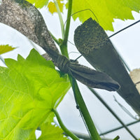 Biodegradable PLA Plant Tie Tape for Climbing Vines and Vegetable Gardening