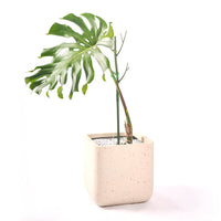 Plant Support Stakes for Climbing Vines and Potted Plants, Green Plastic Coated Steel