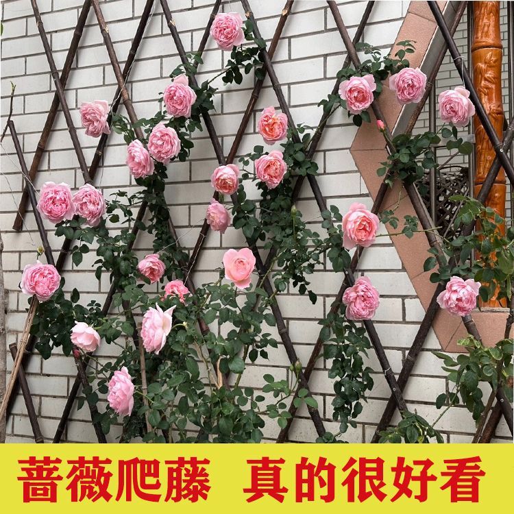 Expandable Bamboo Garden Fence and Trellis for Outdoor Decor