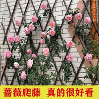 Expandable Bamboo Garden Fence and Trellis for Outdoor Decor