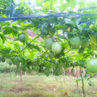 Heavy-Duty Plant Climbing Net for Cucumber, Passion Fruit, Gourd, and Grape Vines - Garden Trellis and Protection Net