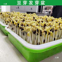 Seed Sprouting Tray with Lid - Hydroponic Bean Sprout and Seedling Germination Kit