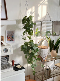 Artificial Begonia Leaf Hanging Vine for Home and Event Decor