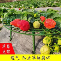 Strawberry Plant Support Stand for Garden and Planters, Prevents Rot and Toppling