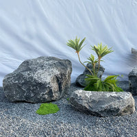 Natural Black Mountain Stone for Japanese Garden Landscaping and Micro-Landscape Decor