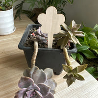 Wooden Plant Markers for Garden & Potted Plants - Indoor/Outdoor Floral & Succulent Labels