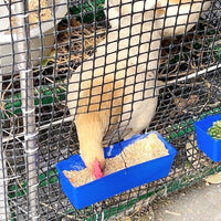 Wall-Mounted Poultry Feeder and Waterer Set for Chickens and Pigeons