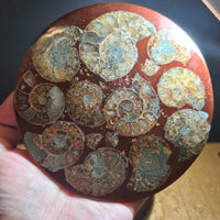 Madagascar Natural Ammonite Fossil Disc, Polished Nautilus Specimen for Display