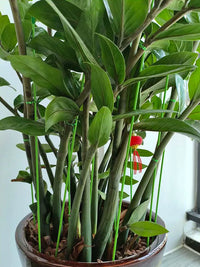 Plant Support Stakes for Indoor Potted Plants, Climbing Vines, and Garden Flowers